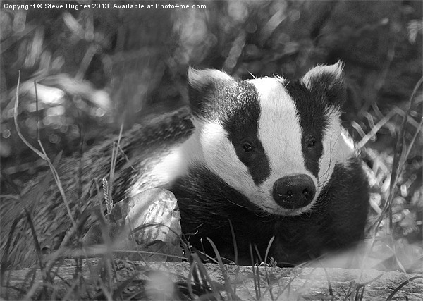 Black & white Badger Mustelidae Picture Board by Steve Hughes