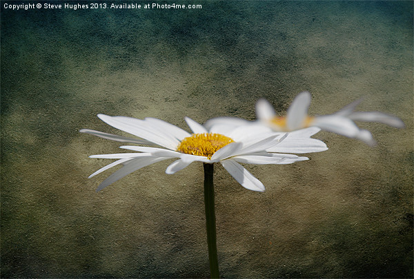 Ox Eye Daisy on a texture Picture Board by Steve Hughes