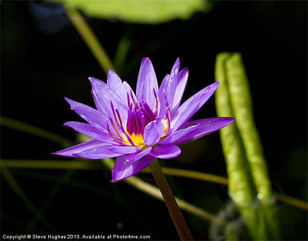 Purple water Lilly Picture Board by Steve Hughes