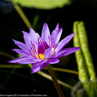 Buy canvas prints of Purple water Lilly by Steve Hughes