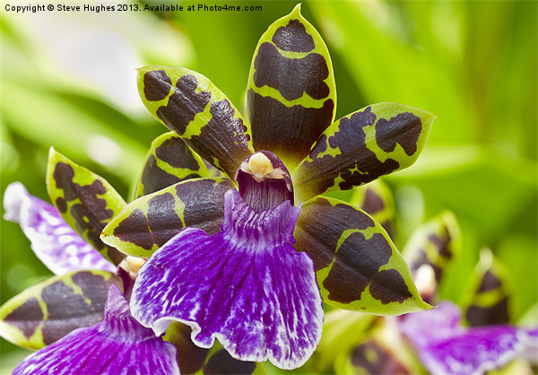 Orchid at R.H.S. Wisley Picture Board by Steve Hughes