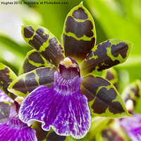 Buy canvas prints of Orchid at R.H.S. Wisley by Steve Hughes