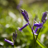 Buy canvas prints of Bluebells in Spring sunshine by Steve Hughes