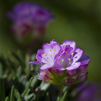 Buy canvas prints of Tiny Purple Alpine flower by Steve Hughes