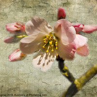 Buy canvas prints of Textured Cherry Blossom by Steve Hughes