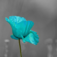 Buy canvas prints of cool coloured poppy by Steve Hughes