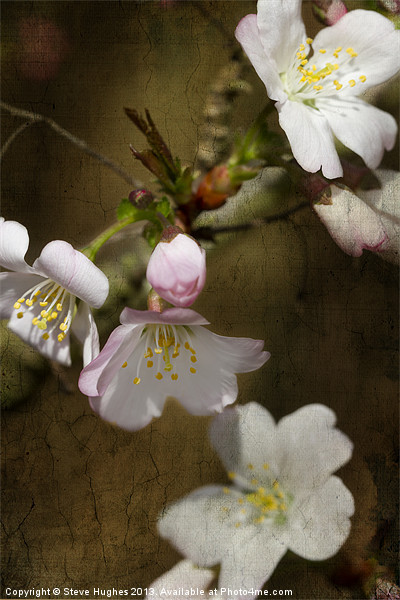 Cherry Blossom with texture Picture Board by Steve Hughes