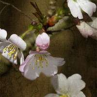 Buy canvas prints of Cherry Blossom with texture by Steve Hughes