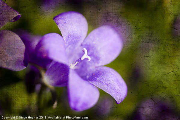Campanula on textured background Picture Board by Steve Hughes