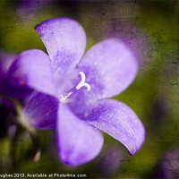 Buy canvas prints of Campanula on textured background by Steve Hughes