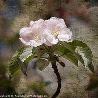 Buy canvas prints of Pink Apple Blossom by Steve Hughes