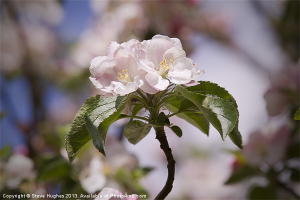 Spring Apple Blossom Picture Board by Steve Hughes