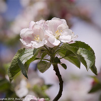 Buy canvas prints of Spring Apple Blossom by Steve Hughes