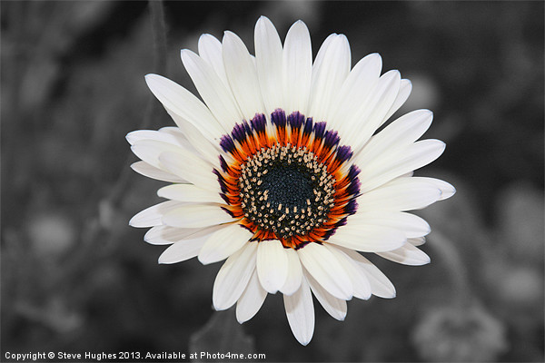 Daisy like flower isolated Picture Board by Steve Hughes