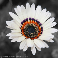 Buy canvas prints of Daisy like flower isolated by Steve Hughes