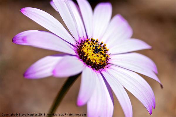 Pink and yellow Osteospermum Picture Board by Steve Hughes