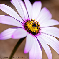 Buy canvas prints of Pink and yellow Osteospermum by Steve Hughes