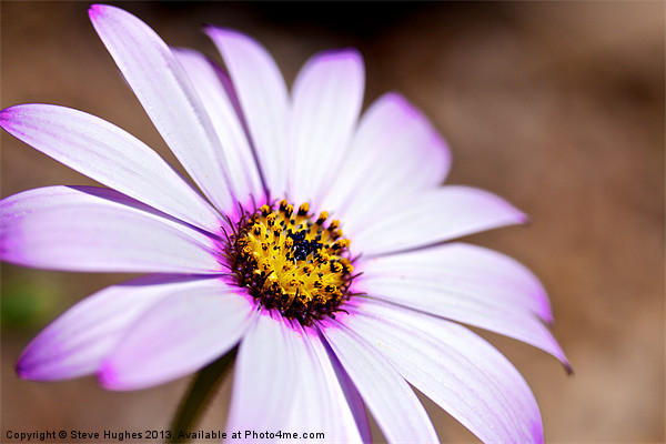 Osteospermum macro Picture Board by Steve Hughes