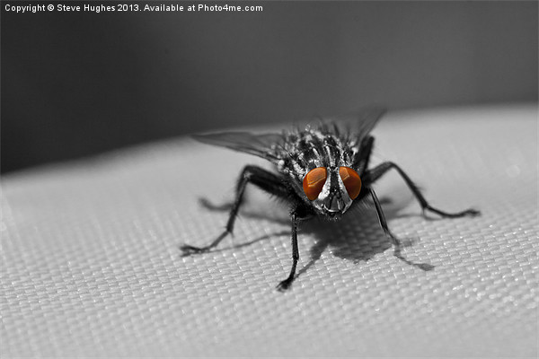 The Flesh Fly Picture Board by Steve Hughes