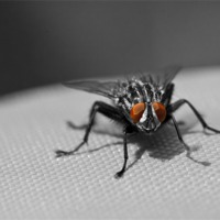 Buy canvas prints of The Flesh Fly by Steve Hughes