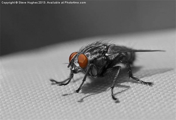 Furry Flesh Fly Picture Board by Steve Hughes