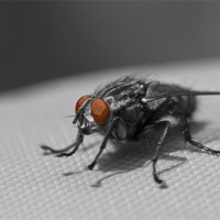 Buy canvas prints of Furry Flesh Fly by Steve Hughes