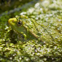 Buy canvas prints of Camouflaged Frog by Steve Hughes