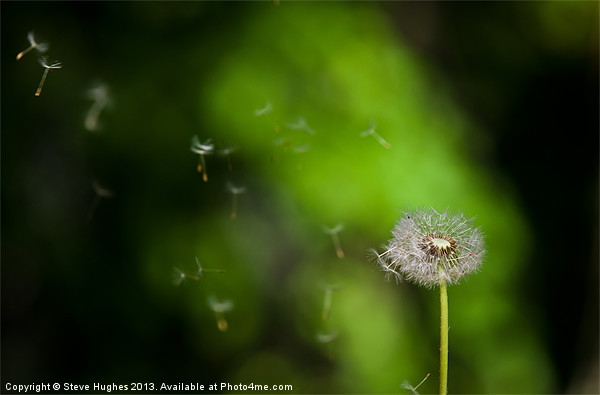 Dandelion Seeds floating in the breeze Picture Board by Steve Hughes