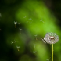 Buy canvas prints of Dandelion Seeds floating in the breeze by Steve Hughes