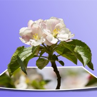 Buy canvas prints of Apple Blossom popping out by Steve Hughes