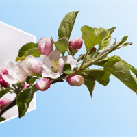 Buy canvas prints of Apple Blossom out of bounds by Steve Hughes