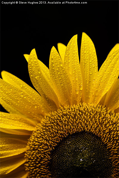 Sunflower after the rain Picture Board by Steve Hughes
