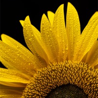 Buy canvas prints of Sunflower after the rain by Steve Hughes