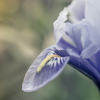 Buy canvas prints of Dreamy spring time flower by Steve Hughes