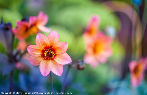 Orange Dahlia flowers Picture Board by Steve Hughes