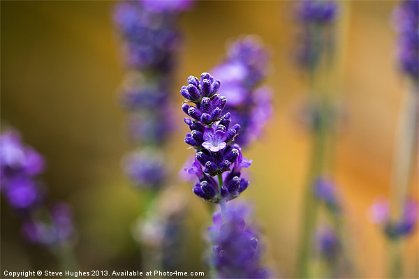 Purple Lavender macro Picture Board by Steve Hughes