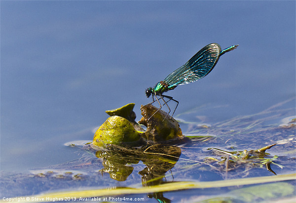 Resting Blue Damselfly Picture Board by Steve Hughes