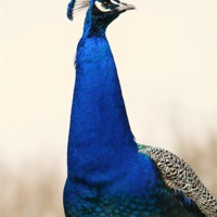 Buy canvas prints of Proud Peacock by Steve Hughes