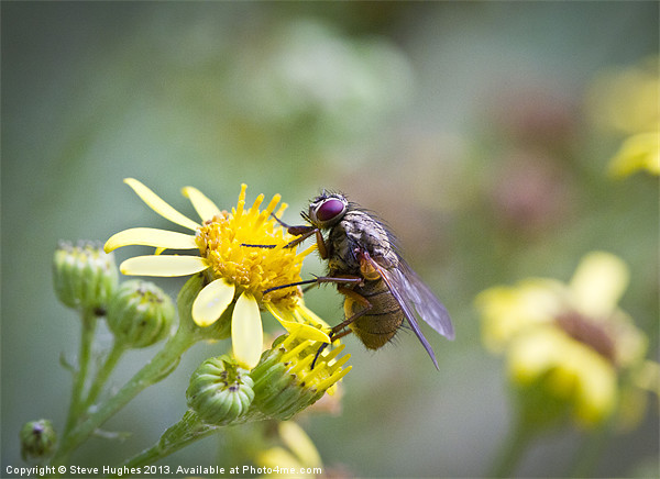 Hairy fly on yellow flowers Picture Board by Steve Hughes