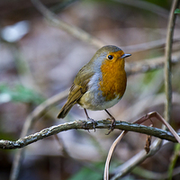 Buy canvas prints of Winter Robin by Steve Hughes