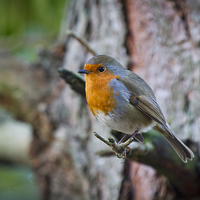 Buy canvas prints of Erithacus rubecula resting by Steve Hughes