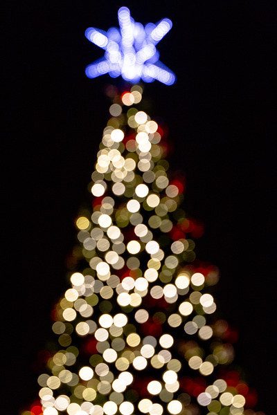 Christmas Tree Bokeh Picture Board by Steve Hughes