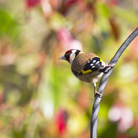 Buy canvas prints of Perched Goldfinch (Carduelis carduelis) by Steve Hughes