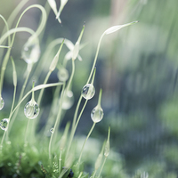 Buy canvas prints of Moss with water droplets by Steve Hughes