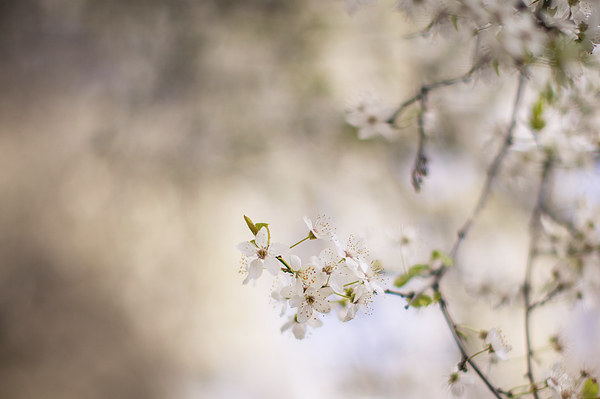 Dreamy Spring Blossom Picture Board by Steve Hughes