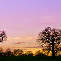 Buy canvas prints of Sunset in Windsor Great Park by Steve Hughes