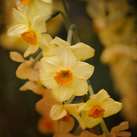 Buy canvas prints of Narcissus orange tint by Steve Hughes