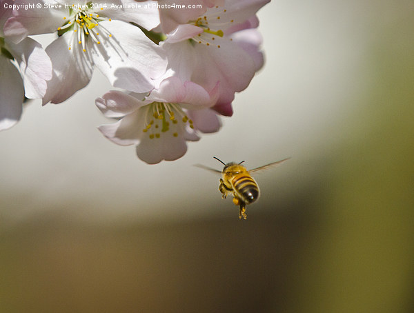 Honey Bee in flight Picture Board by Steve Hughes