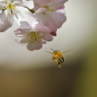 Buy canvas prints of Honey Bee in flight by Steve Hughes