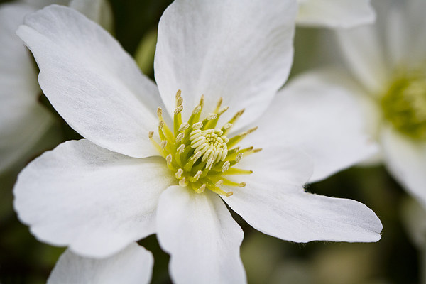 Clematis Marmoraria Picture Board by Steve Hughes